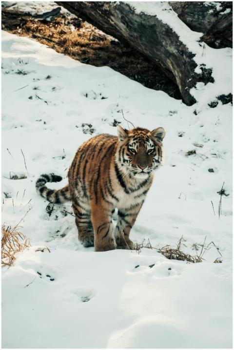 A tiger walks through the snow, exuding strength a