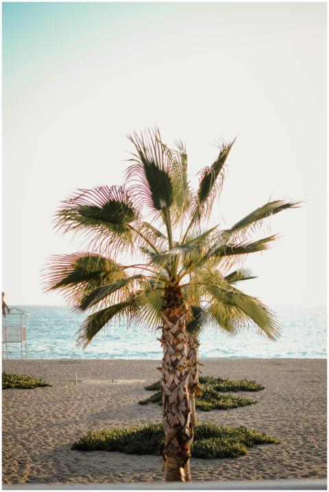 Tranquil seaside scene featuring a palm tree, perf