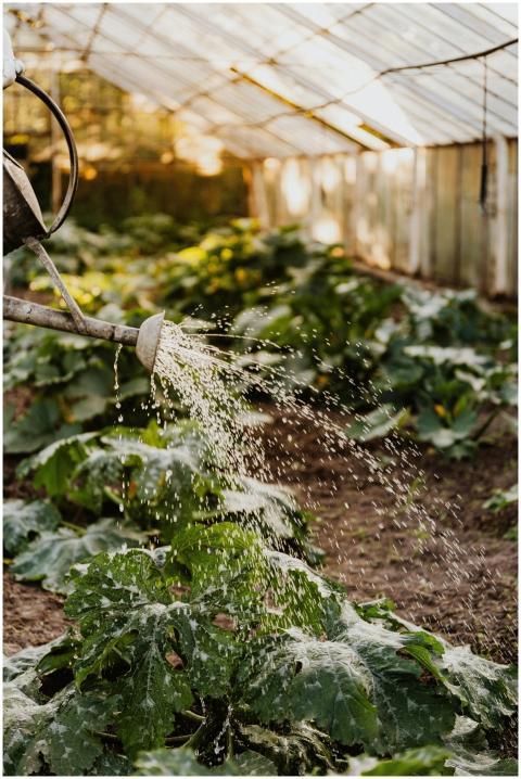 A watering can sprays water over lush green plants