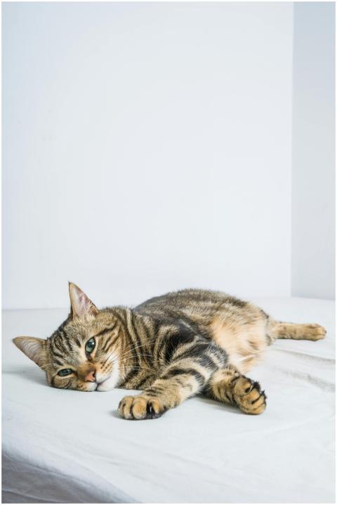 A peaceful tabby cat lying down on a white bed ind