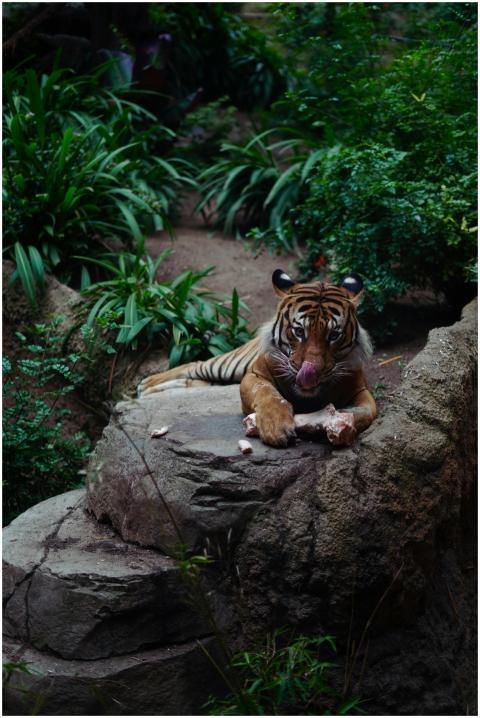 A tiger rests on a rocky surface in lush jungle su
