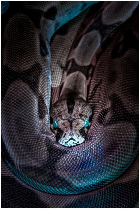 Captivating close-up of a python snake showcasing