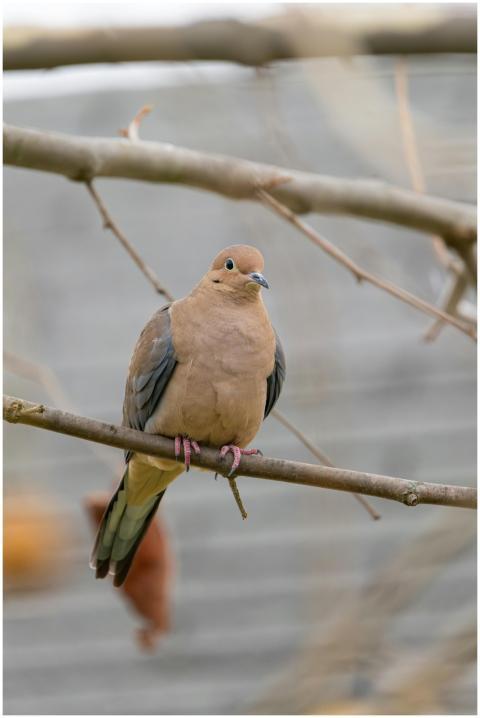 Free stock photo of cardinal, dove