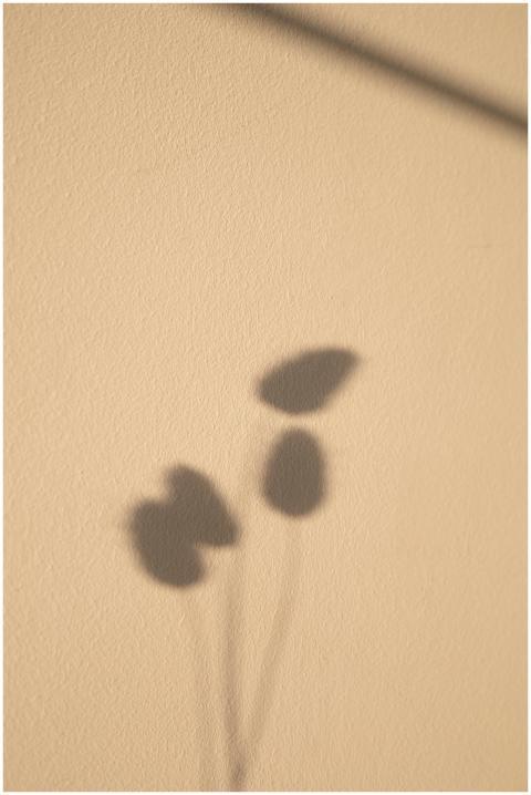 Minimalist shadow of leaves on a beige wall offeri