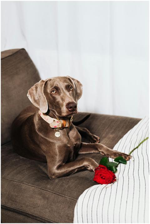 A beautiful Weimaraner dog sits gracefully on a co