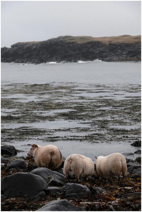 Three sheep grazing on a rocky seashore with a rug