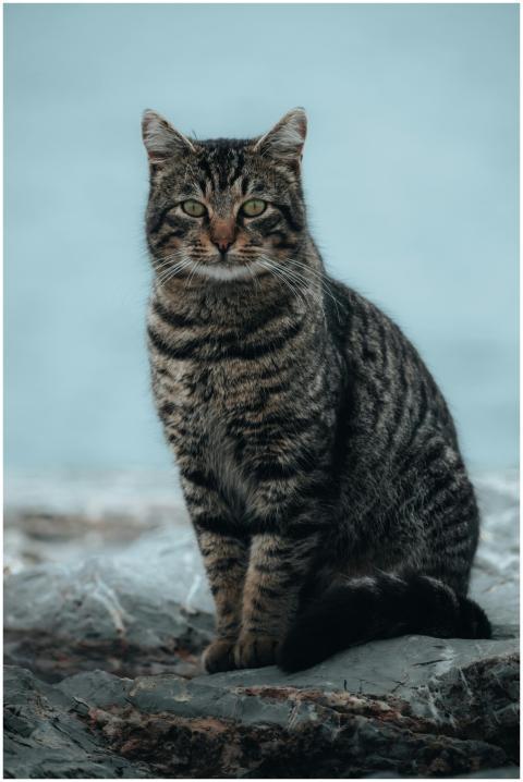 A serene close-up of a stray tabby cat sitting out