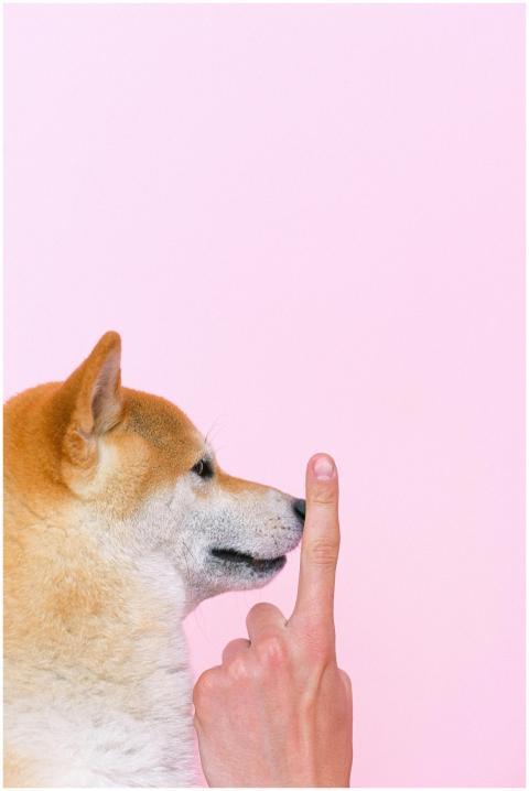 Side profile of a Shiba Inu with a person's finger