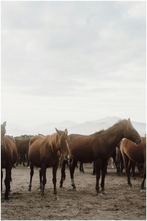 A herd of wild horses peacefully grazing in the op