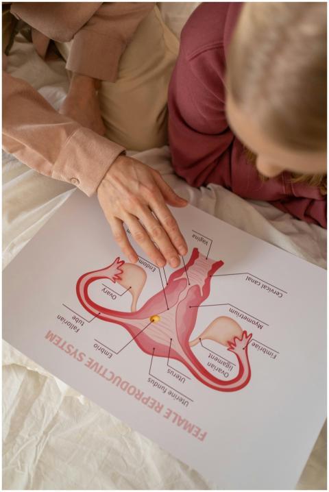 Close-up of hands pointing at a female reproductiv