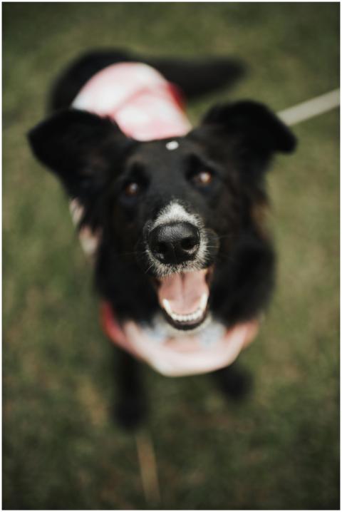 Happy black dog with a leash looking up outdoors i