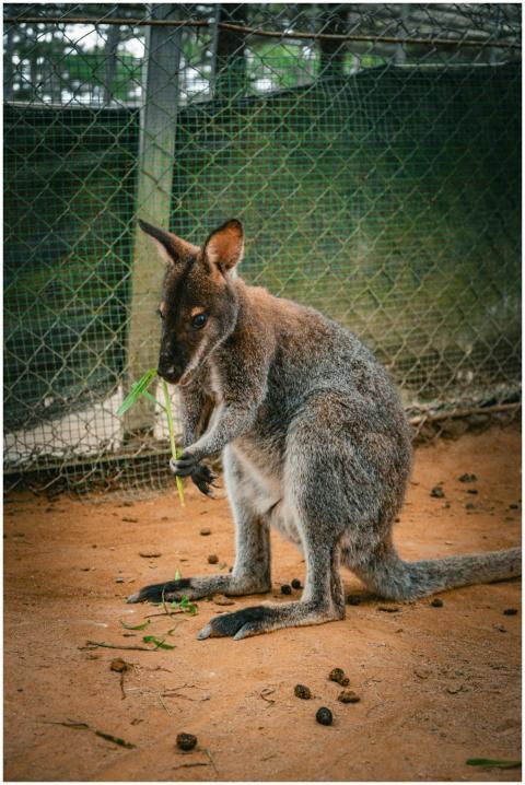 A kangaroo stands in an enclosure, holding and eat