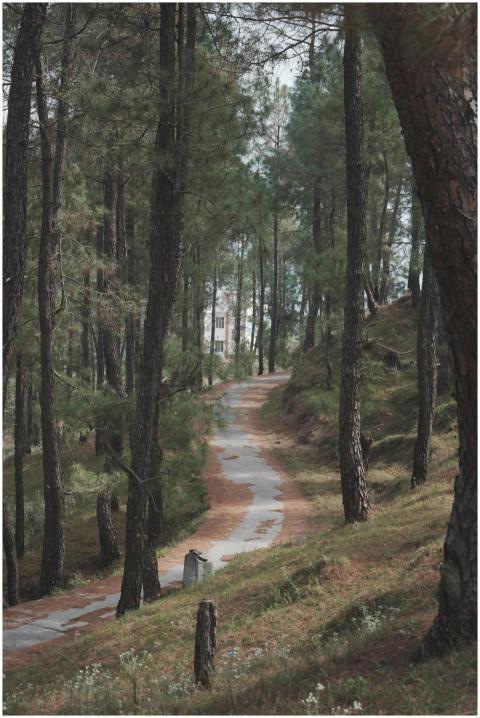 Serene Forest Pathway Towering