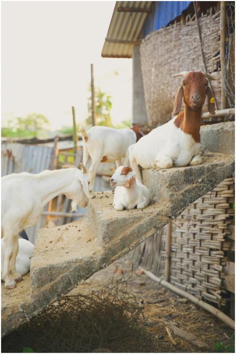 A group of goats relaxing and playing on a stairca