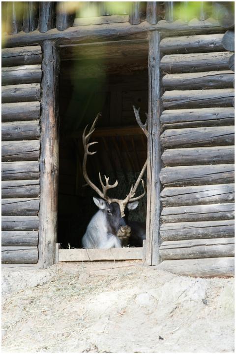 A reindeer with large antlers rests in the doorway