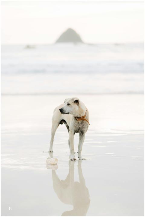 Serene Beach Scene Reflective