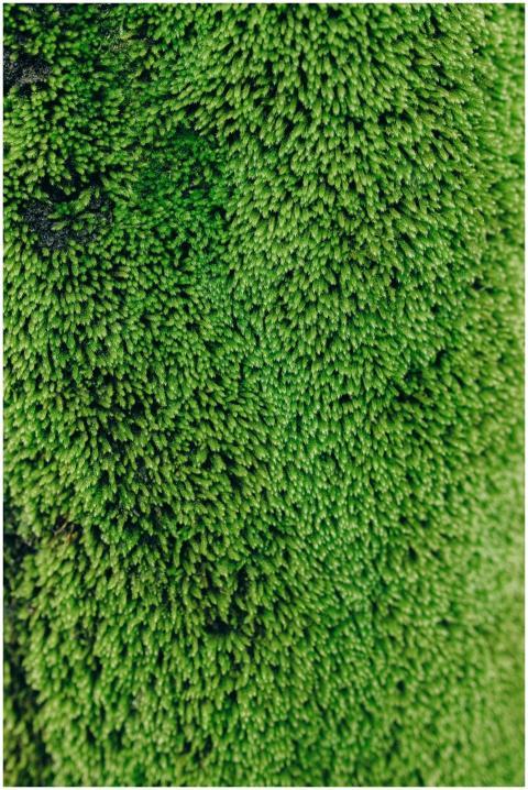 Detailed close-up of vibrant green moss texture fo