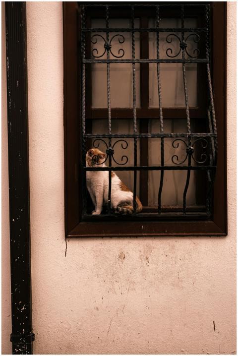A cute cat sits behind ornate window bars against