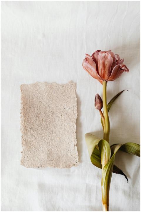 Aesthetic flat lay featuring a pink tulip and deco