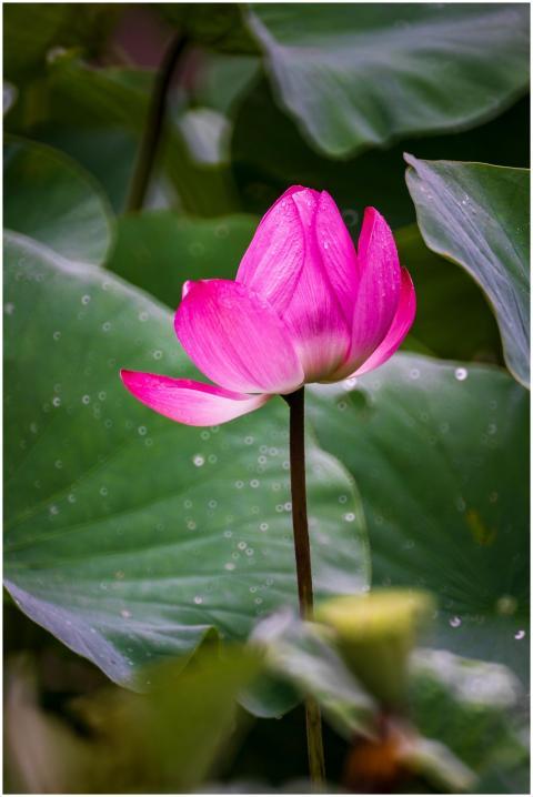 Close-up of a vibrant pink lotus bloom with lush g