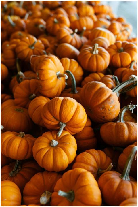 A large pile of vibrant small orange pumpkins perf