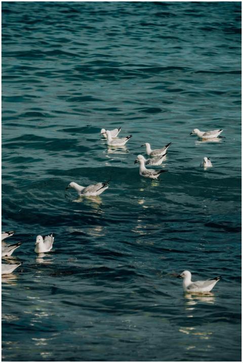 A group of seabirds, possibly black-billed gulls,