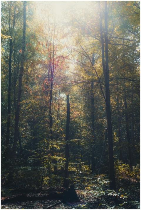 Sunlit autumn forest with vibrant foliage in Helsi