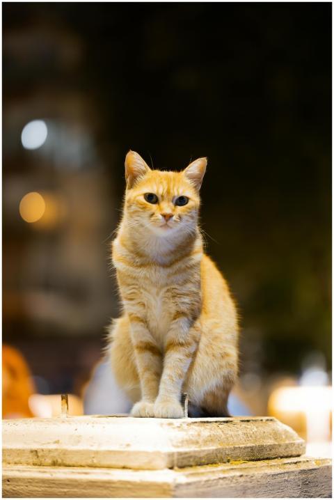 Charming orange tabby cat sitting outdoors in Ista