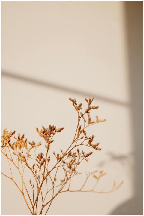 A minimalist view of dried plant stems casting ele