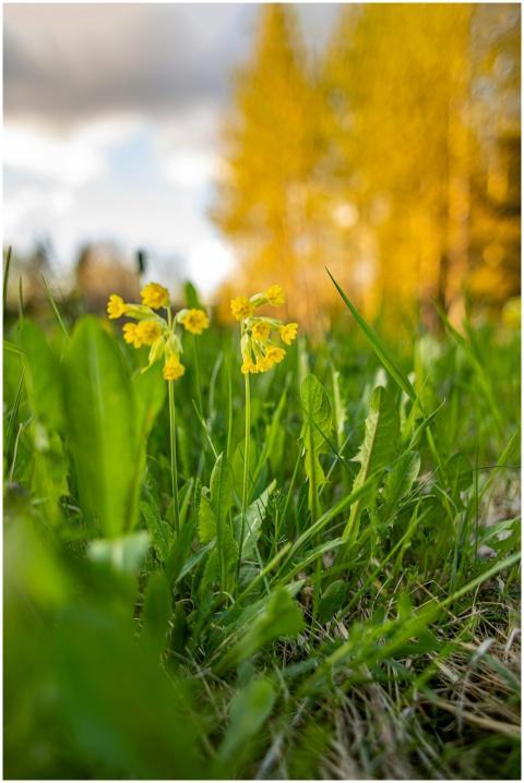 Close-up of vibrant yellow wildflowers blooming in