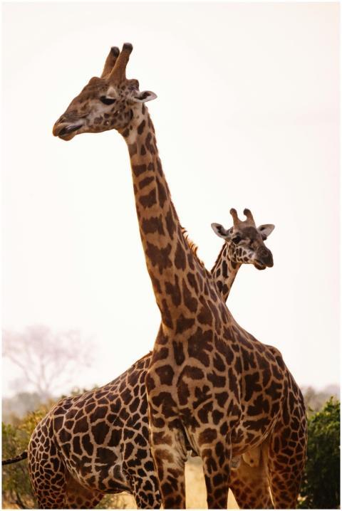 Two giraffes standing in the African savanna, show