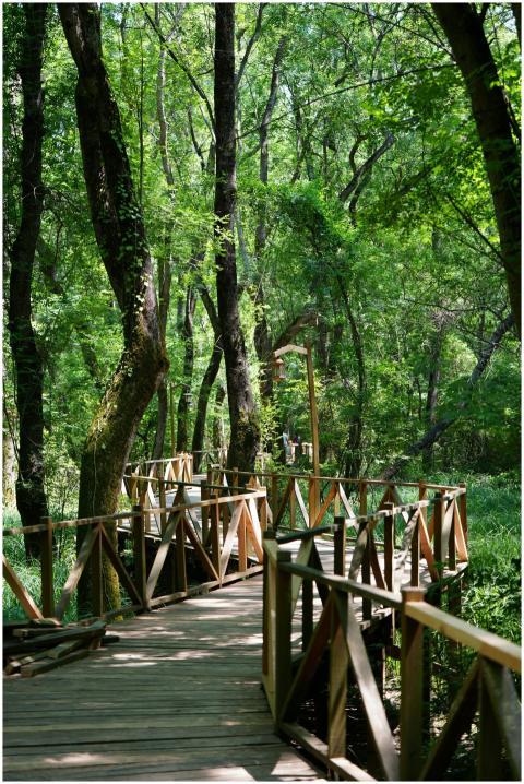 Discover the tranquil beauty of a lush forest boar