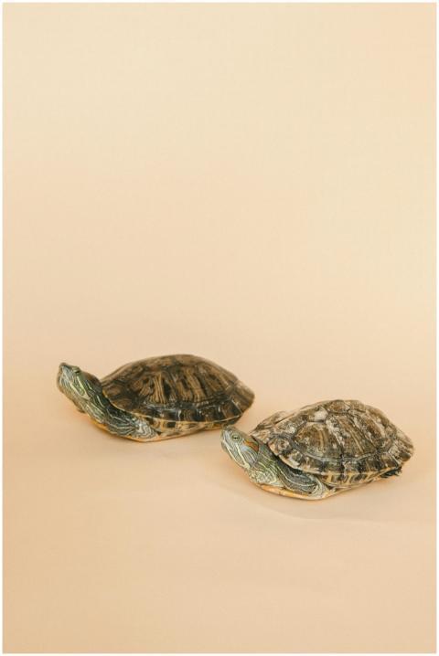 Two red-eared turtles in a studio shoot on a beige