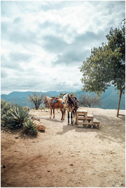 Serene image of horses resting under a tree with a