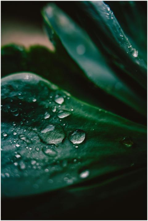 Detailed view of water droplets on a green leaf, e