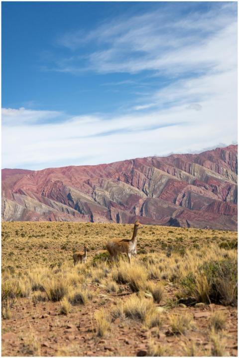 Scenic view of guanacos with the stunningly colorf