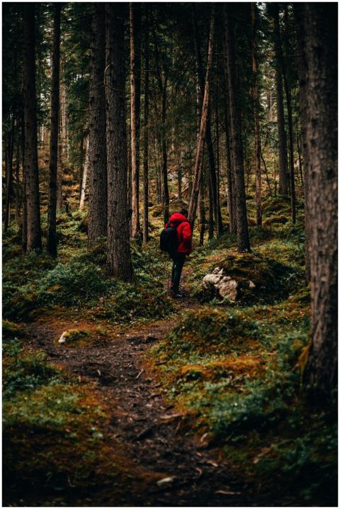 A lone hiker explores a dense forest trail in autu