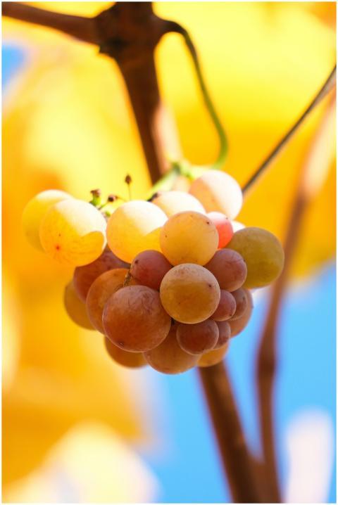 Vivid close-up of ripe grapes on the vine, set aga