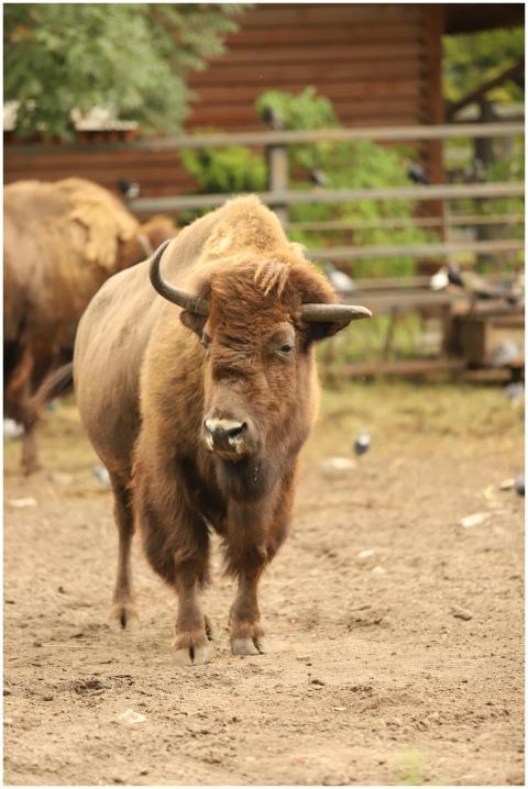 Captivating view of an American bison standing ami