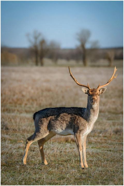 A roe deer with antlers stands alert in a serene s