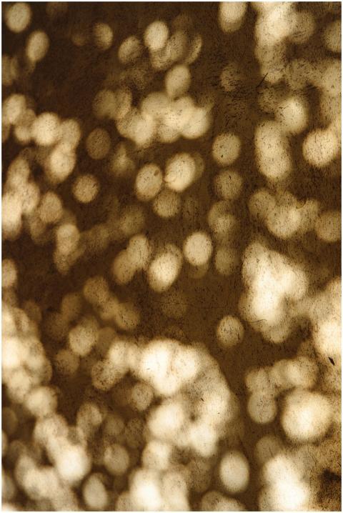 Artistic shadow play of dappled light on a texture