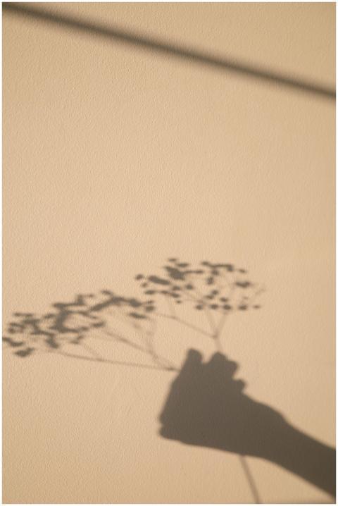 Creative shadow of flowers on a textured white wal