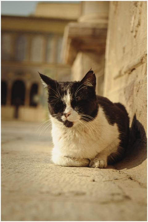 A calm black and white cat rests on stone in Tehra