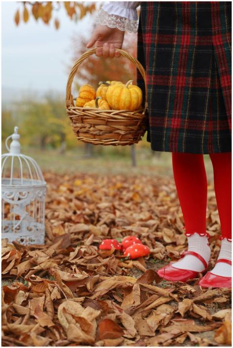 Free stock photo of autumn aesthetic, autumn leave