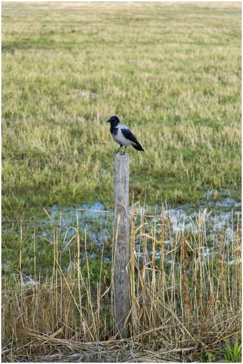 Hooded crow resting on a post in a Finnish grassla