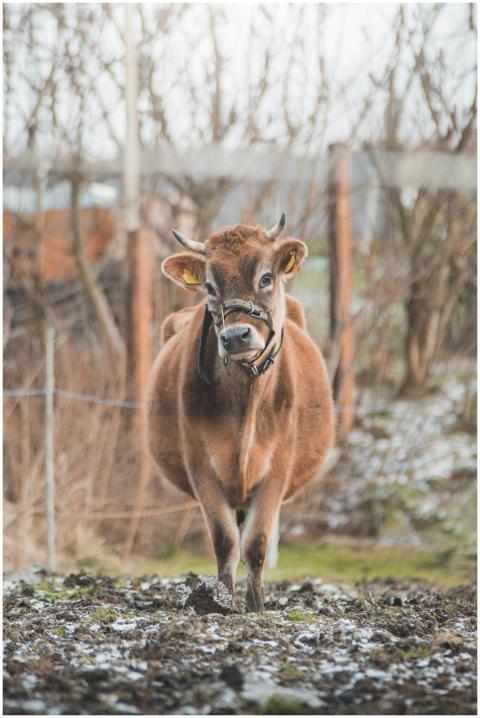 A solitary brown cow in a snowy pasture in Liberec