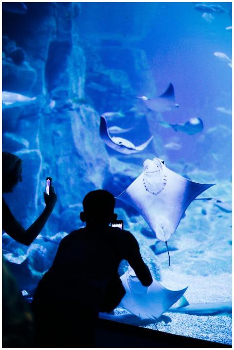 Visitors capturing stingrays on smartphones at an
