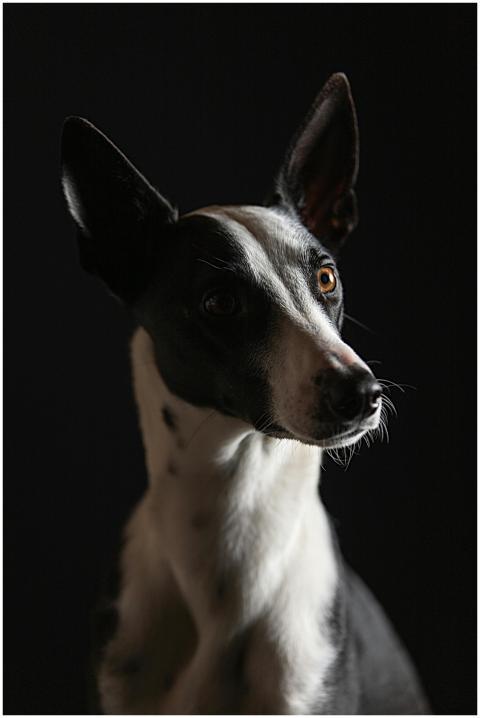 Stunning close-up of a black and white dog against