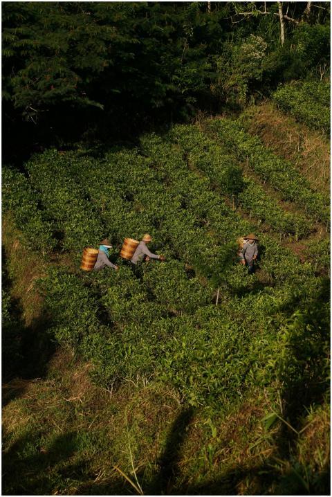Free stock photo of bali, fuji, green water