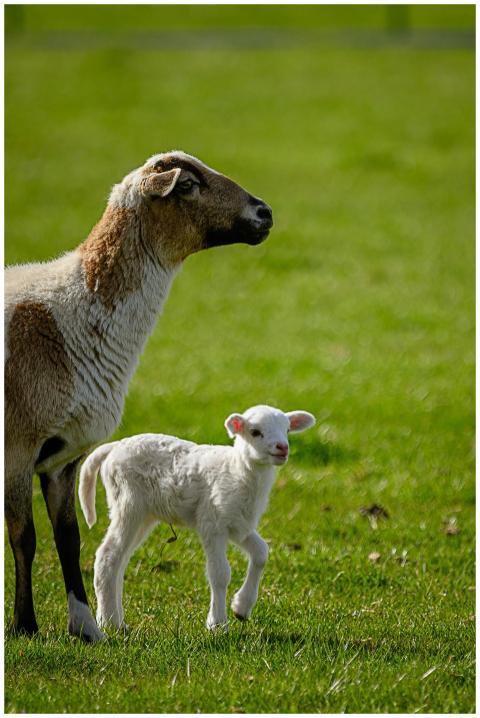 A mother sheep and her lamb standing in a lush gre